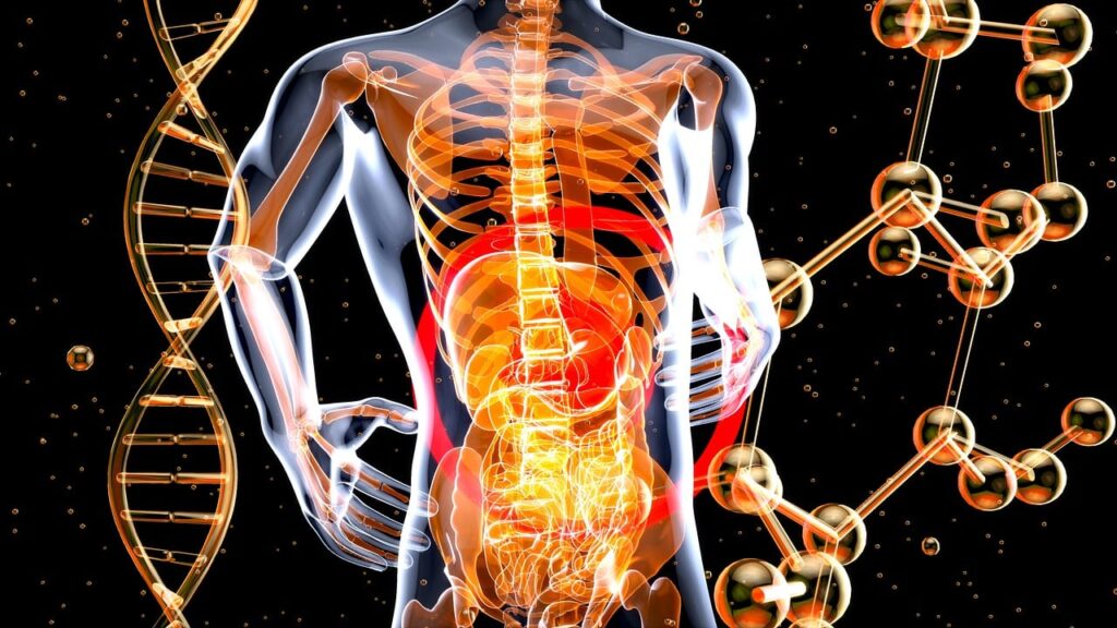 internal organs, anatomy, dna, genetics, atom, molecule, pain, health, digestive, x-ray, gut, man, people, digestion, intestine, medical, skeleton, 3d, art, internal organs, dna, digestive, gut, gut, gut, digestion, digestion, digestion, digestion, digestion, intestine